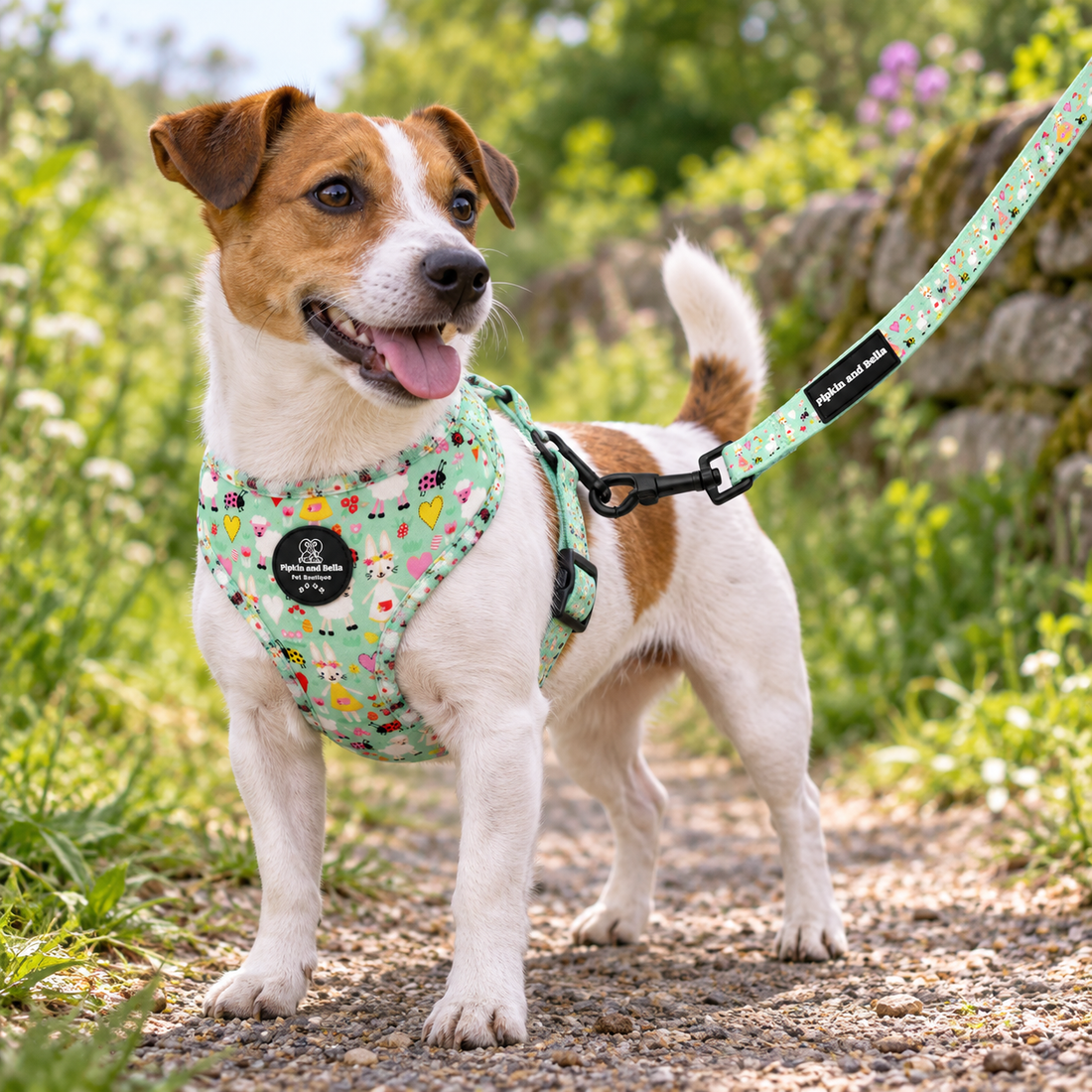A small Jack Russell Terrier dog standing on a gravel path outdoors, wearing a mint green patterned harness and matching leash with a black clip. The background shows a blurred garden with green foliage and a stone wall.