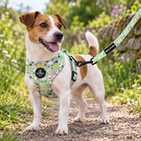 A small Jack Russell Terrier dog standing on a gravel path outdoors, wearing a mint green patterned harness and matching leash with a black clip. The background shows a blurred garden with green foliage and a stone wall.