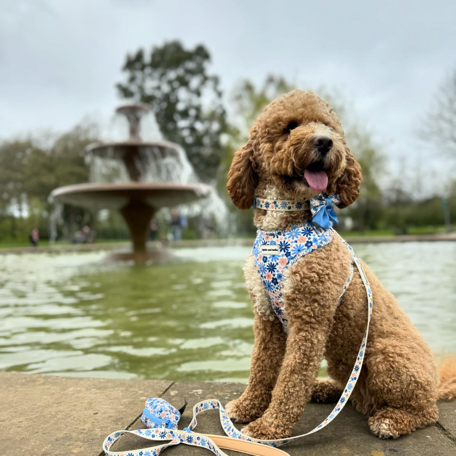 Adjustable Dog Harness - Meadow