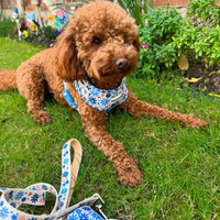 Adjustable Dog Harness - Meadow