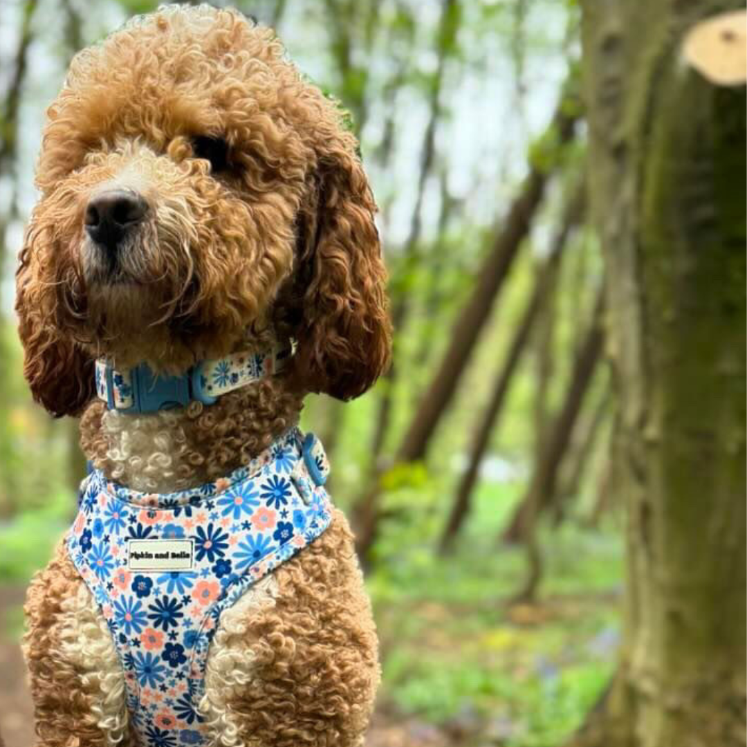 Adjustable Dog Collar - Meadow