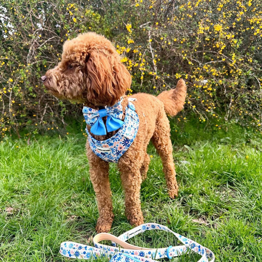 Adjustable Dog Harness - Meadow