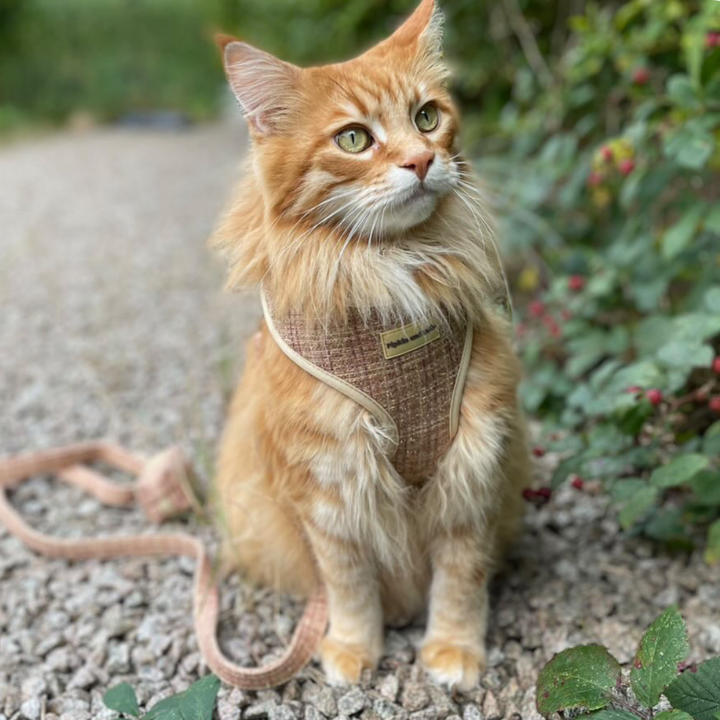 Cat wearing Highland Spark