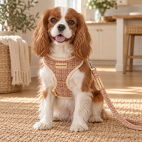 A Cavalier King Charles Spaniel dog wearing a tan and cream woven harness with a matching leash, sitting on a woven rug in a bright, modern home interior.