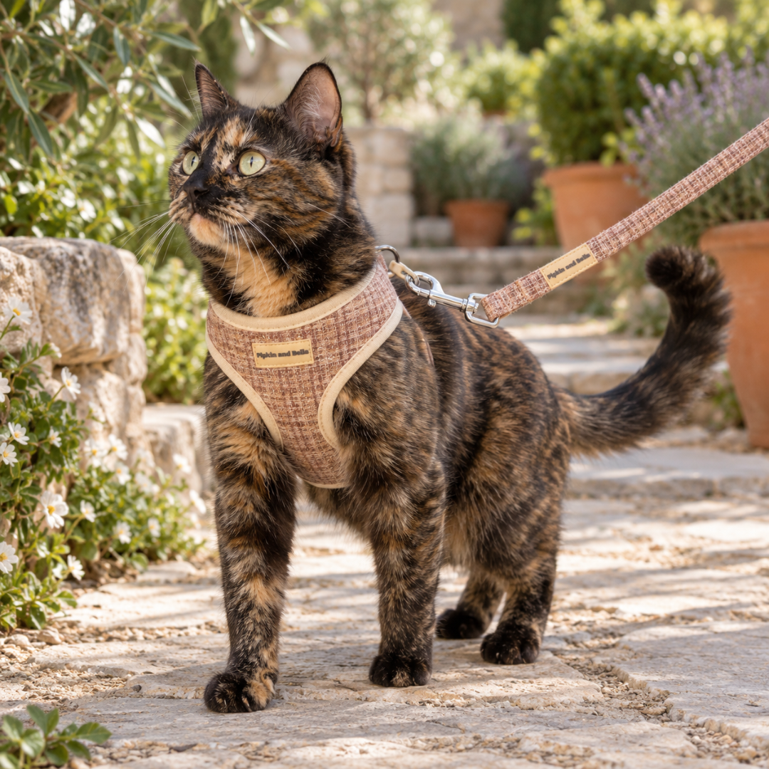 A tortoiseshell cat wearing a tan and brown checkered harness with a matching leash, standing on a stone garden path.
