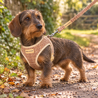 A dachshund wearing a tan and brown plaid harness with a matching leash, standing on a gravel path outdoors.