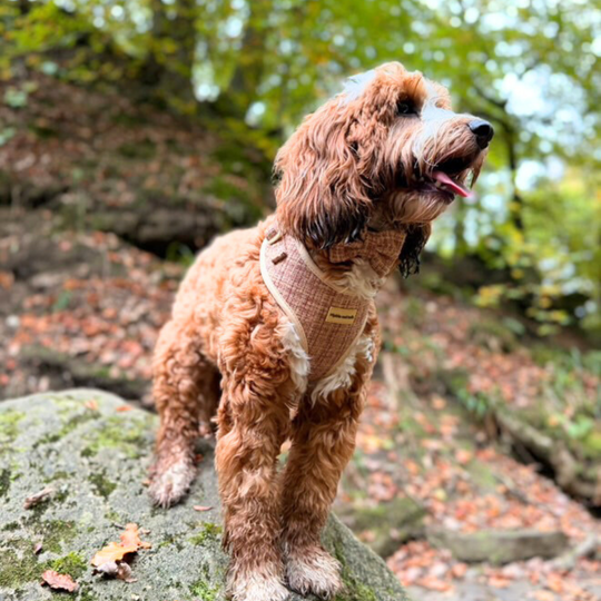 Dog in woods wearing Highland Spark