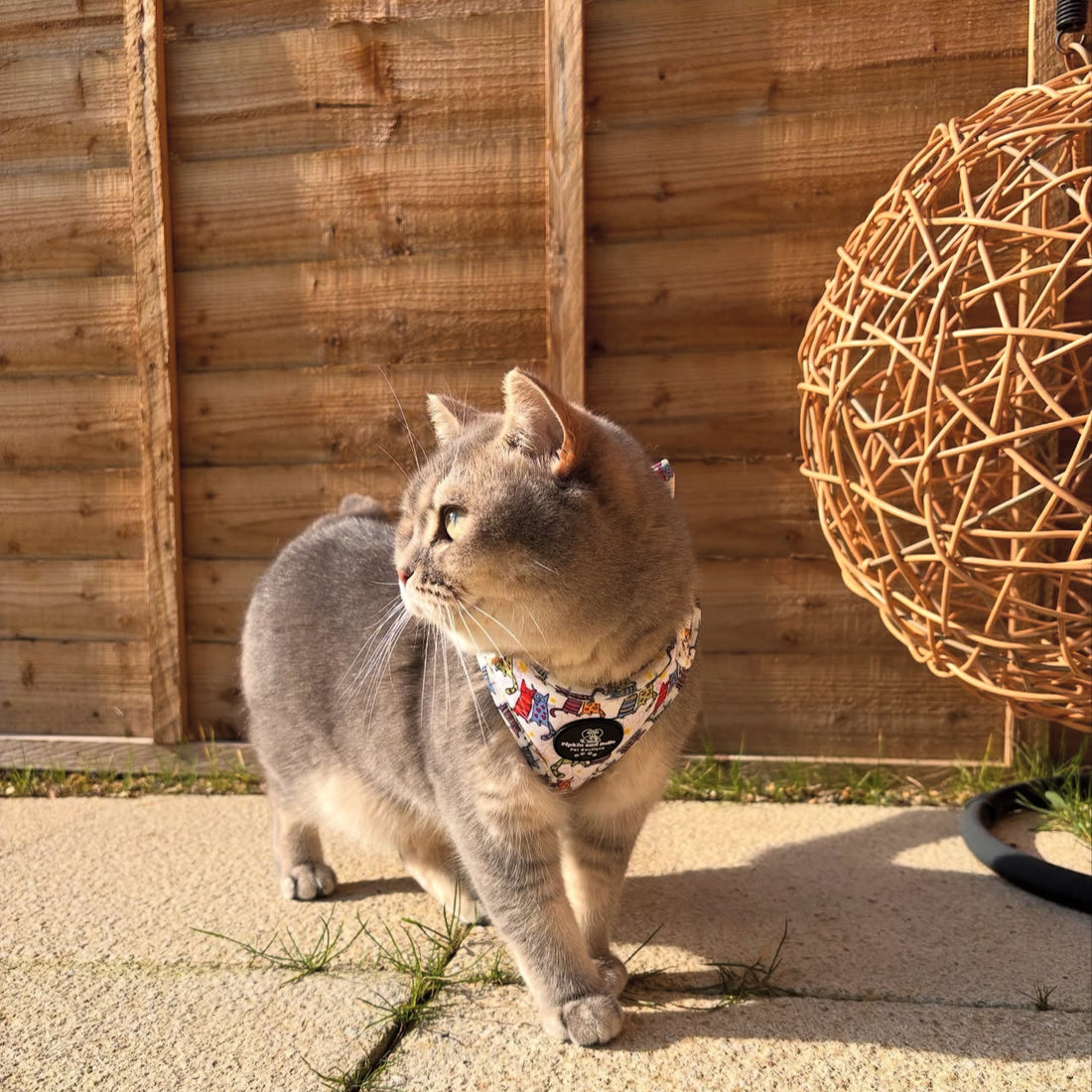 Adjustable Cat Harness - Kitty Cool Cats
