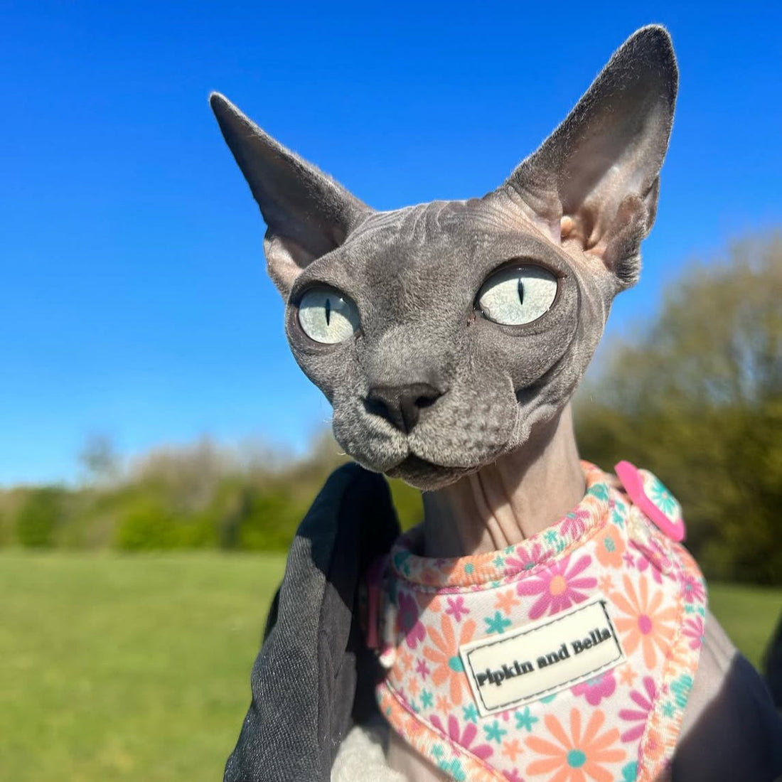 Adjustable Cat Harness - Blossom