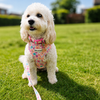 Carole: Blossom Dog Harness
