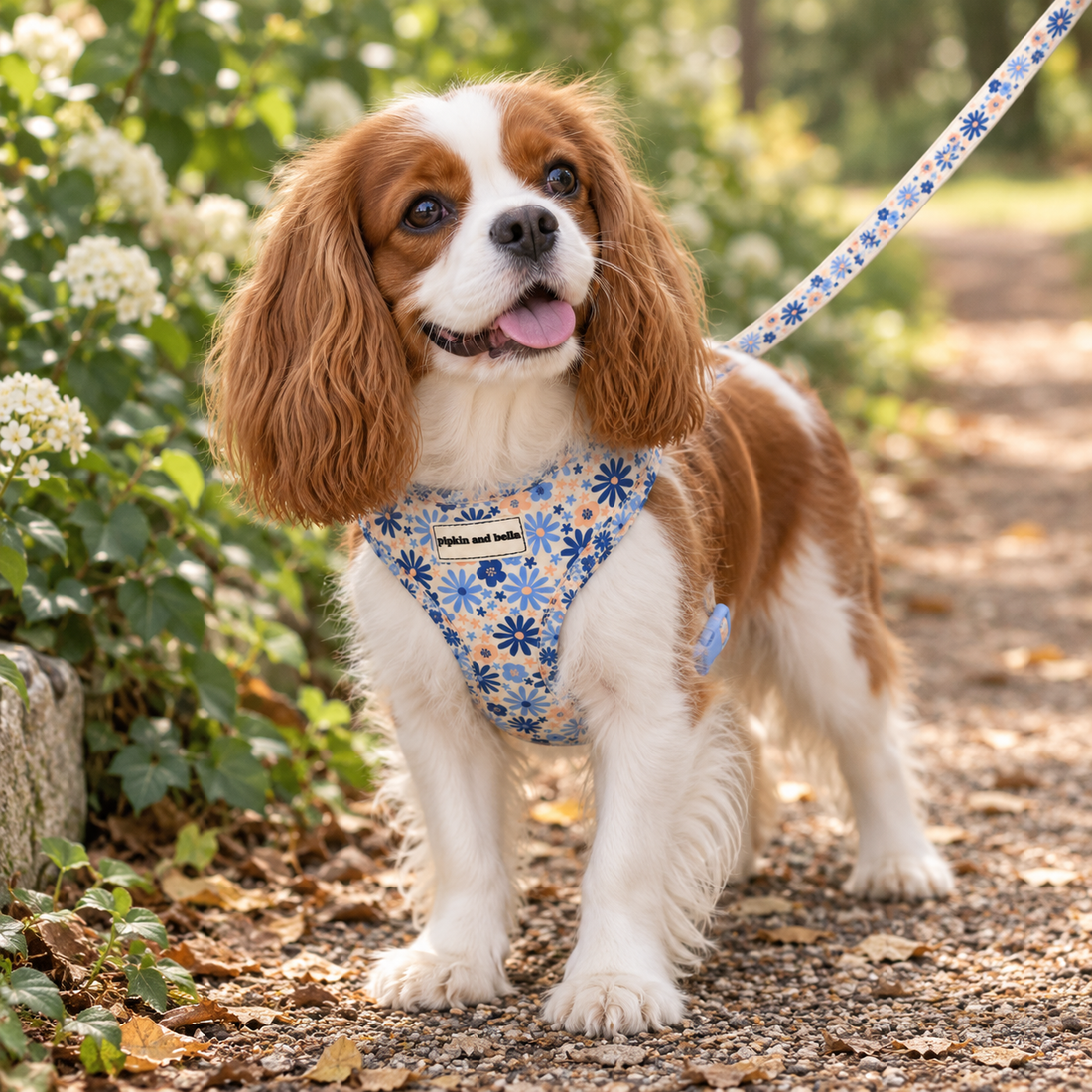 Adjustable Dog Harness - Meadow
