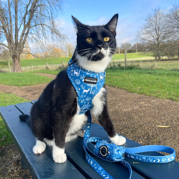 Cat wearing Moonlight Walk