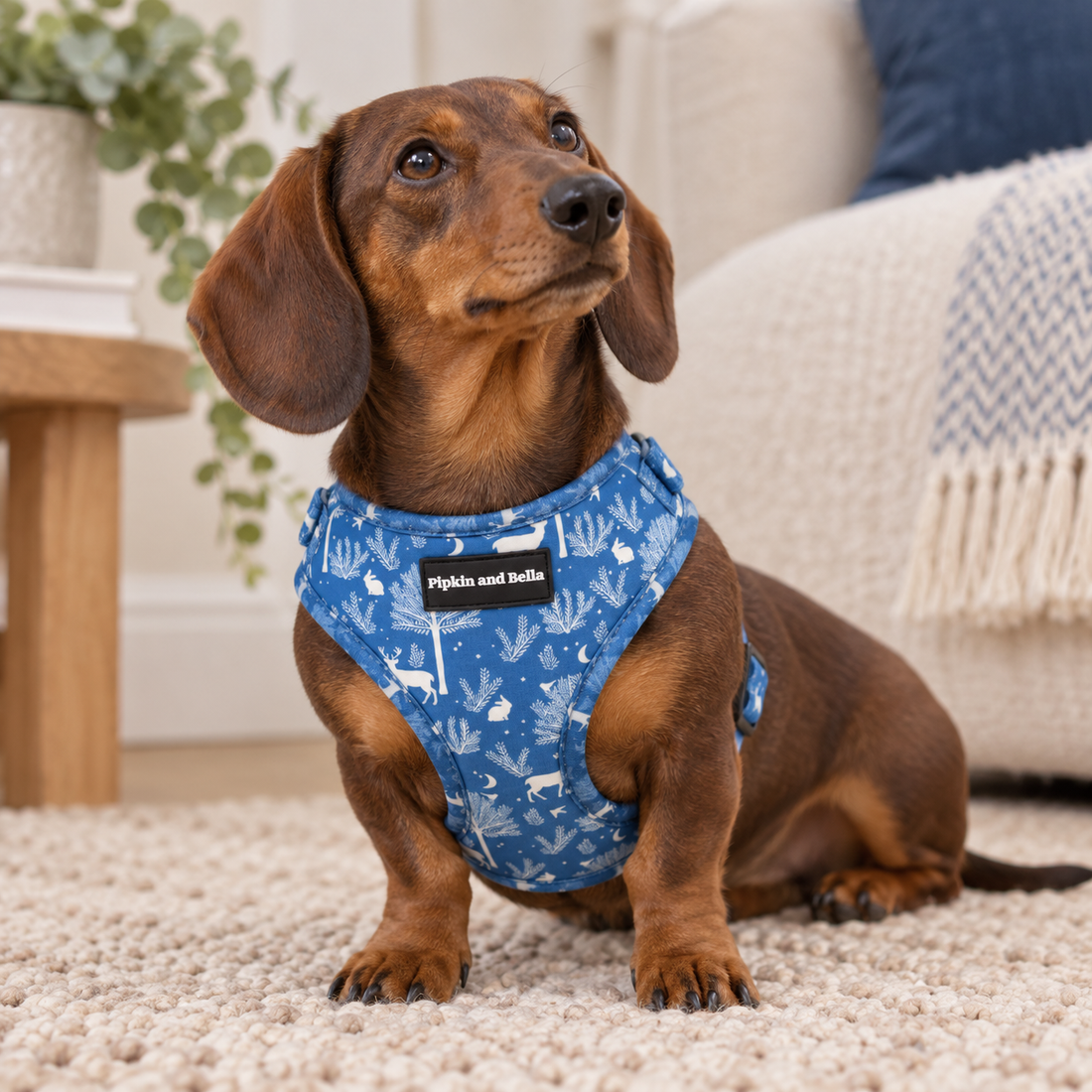 Adjustable Dog Harness - Moonlight Walk