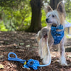 Martin: Moonlight Walk & Bee Love Dog  Harnesses