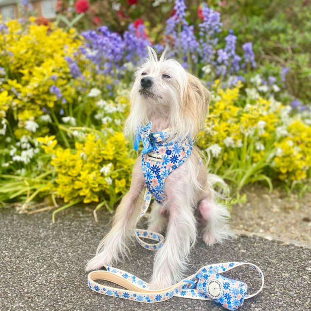 Adjustable Dog Harness - Meadow