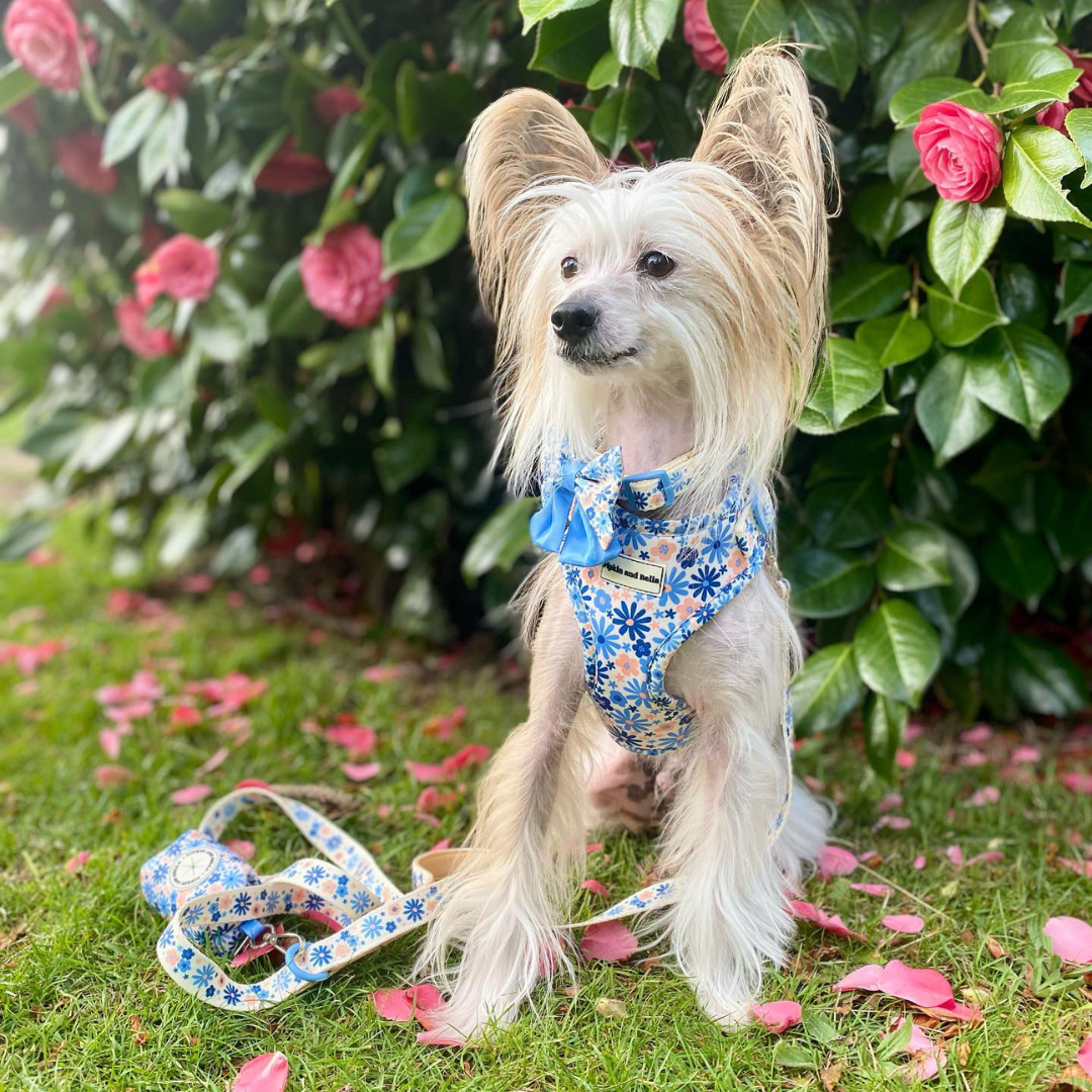 Adjustable Dog Harness - Meadow