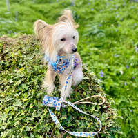 Adjustable Dog Harness - Meadow