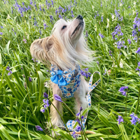 Adjustable Dog Harness - Meadow