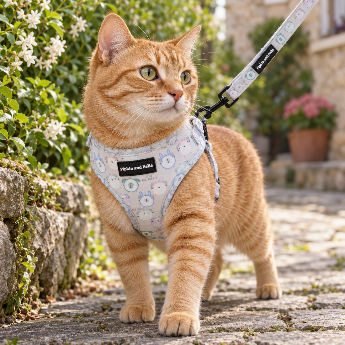 An orange tabby cat wearing a light blue and white patterned harness and leash walks outdoors on a stone path with greenery and flowers in the background. The harness has a black brand patch reading 'Pipkin and Bella'.