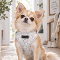 A small tan and white Chihuahua sits on a light rug wearing a light blue patterned harness with a black 'Pipkin and Bella' brand label. The background shows a cozy, bright home interior with a potted plant, framed wall art, and a basket.