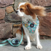 Gillian: Florrie Bunny Collar, Lead & Bow Tie