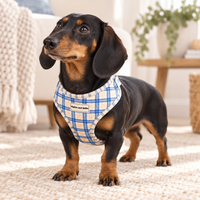 Adjustable Dog Harness - Twilight