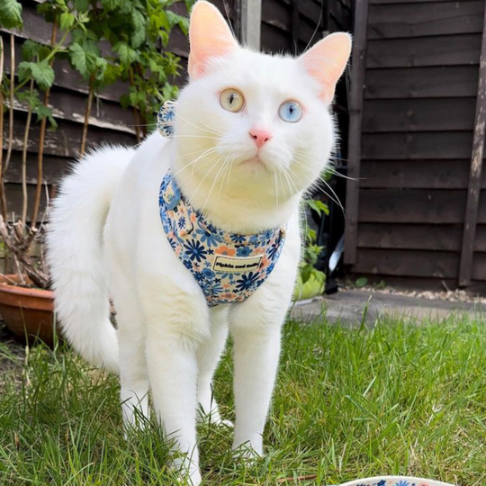 Snowy is wearing Meadow