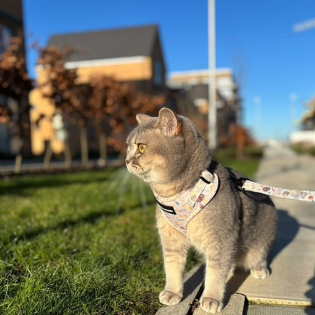 Fabric Cat Lead - Cute Fur Baby