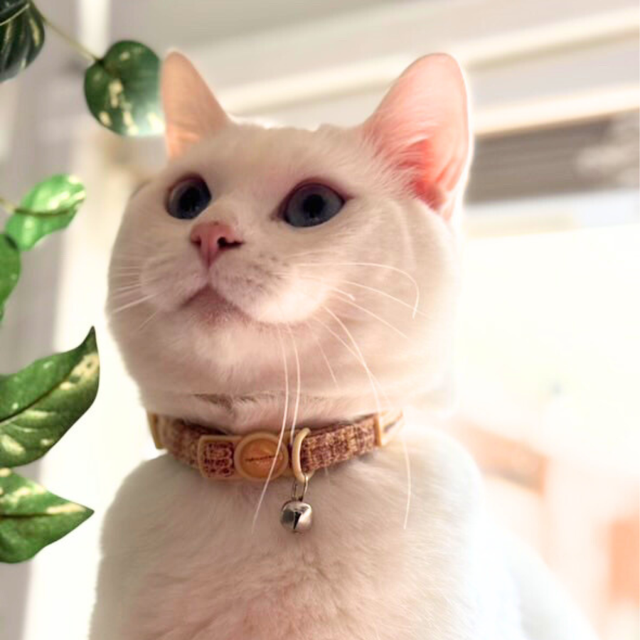 Adjustable Cat Collar - Highland Spark