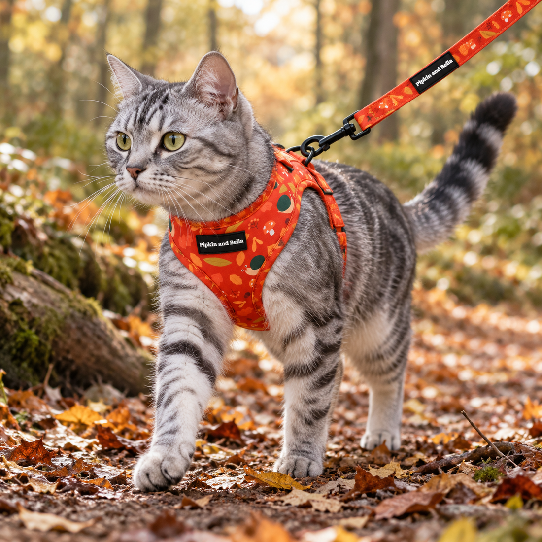 A gray tabby cat wearing an orange and red patterned harness walks on a leaf-covered forest path, attached to an orange leash. The harness has a black label that reads 'Pipkin and Bella'.