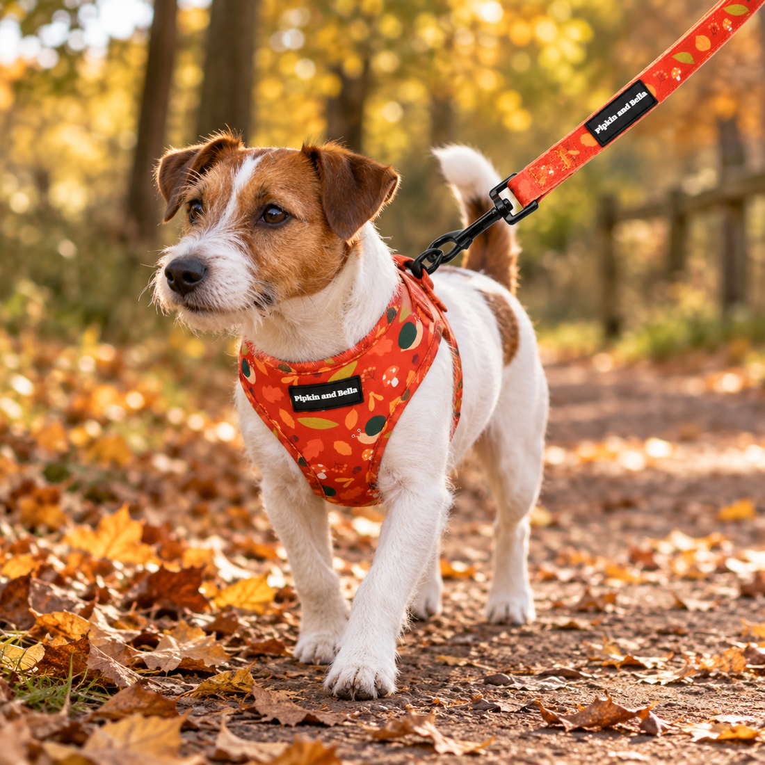 A small white and brown dog standing on a leaf-covered dirt path outdoors, wearing a bright orange harness and leash with a pumpkin and leaf pattern. The leash is attached with a black clip, and the background shows a softly blurred autumn forest path.