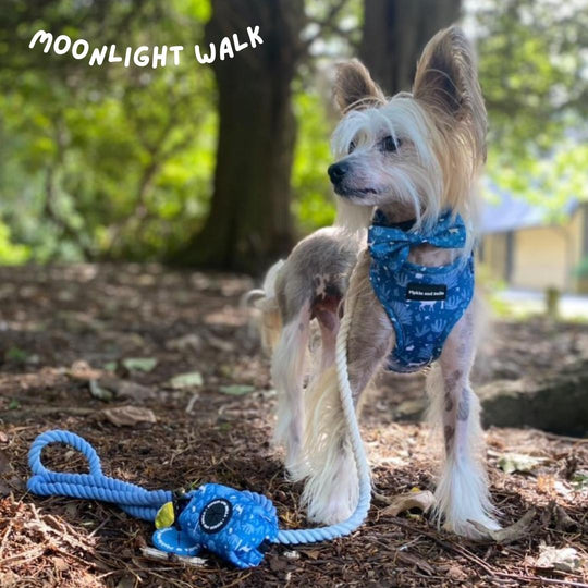 Dog in moonlight walk pet harness collection